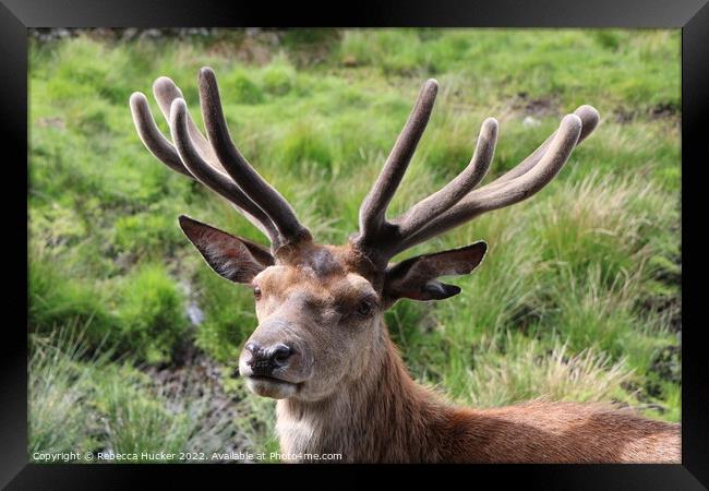 A close up red deer stag  Framed Print by Rebecca Hucker