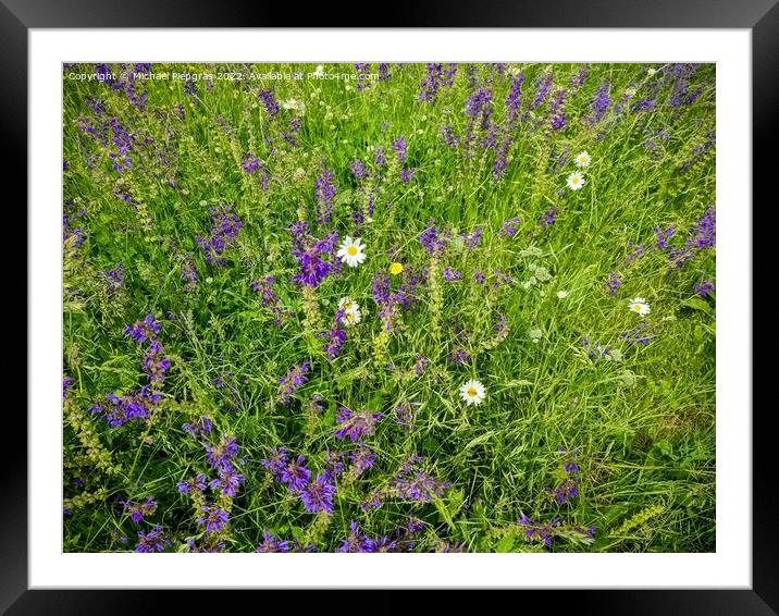 Beautiful flowers in a european garden in different colors Framed Mounted Print by Michael Piepgras