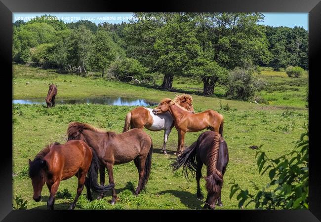 Beautiful panorama of grazing horses on a green meadow during sp Framed Print by Michael Piepgras