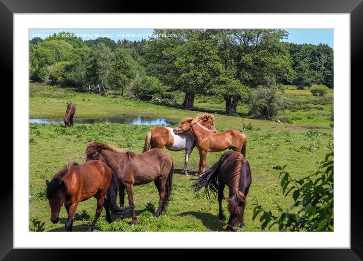 Beautiful panorama of grazing horses on a green meadow during sp Framed Mounted Print by Michael Piepgras