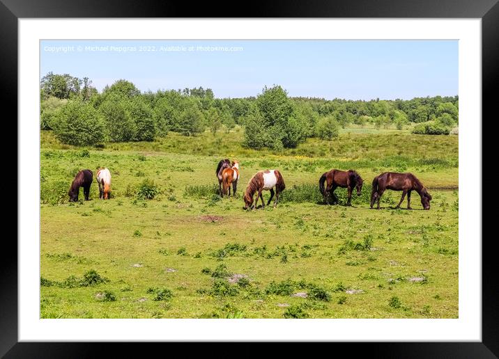 Beautiful panorama of grazing horses on a green meadow during sp Framed Mounted Print by Michael Piepgras