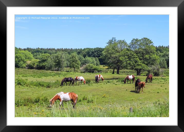 Beautiful panorama of grazing horses on a green meadow during sp Framed Mounted Print by Michael Piepgras