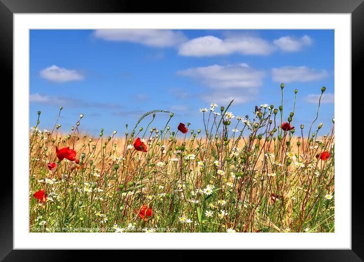 Summer view on agricultural crop and wheat fields ready for harv Framed Mounted Print by Michael Piepgras