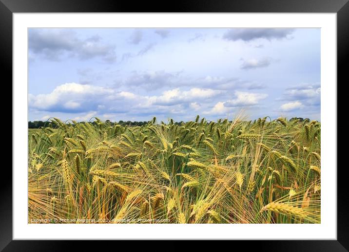 Summer view on agricultural crop and wheat fields ready for harv Framed Mounted Print by Michael Piepgras