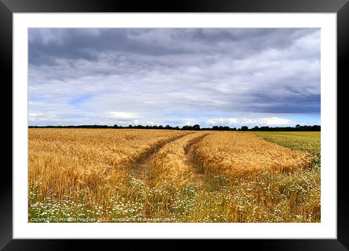 Summer view on agricultural crop and wheat fields ready for harv Framed Mounted Print by Michael Piepgras