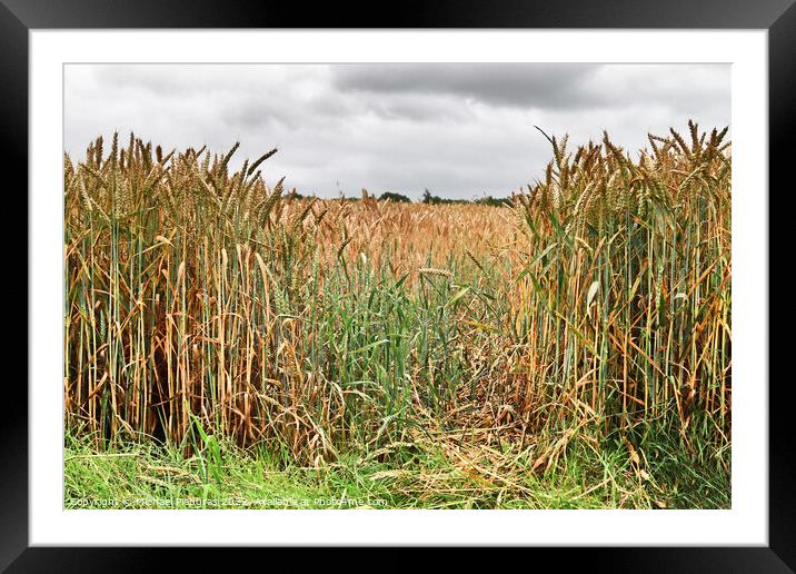 Summer view on agricultural crop and wheat fields ready for harv Framed Mounted Print by Michael Piepgras