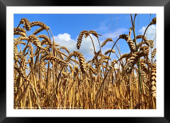 Summer view on agricultural crop and wheat fields ready for harv Framed Mounted Print by Michael Piepgras