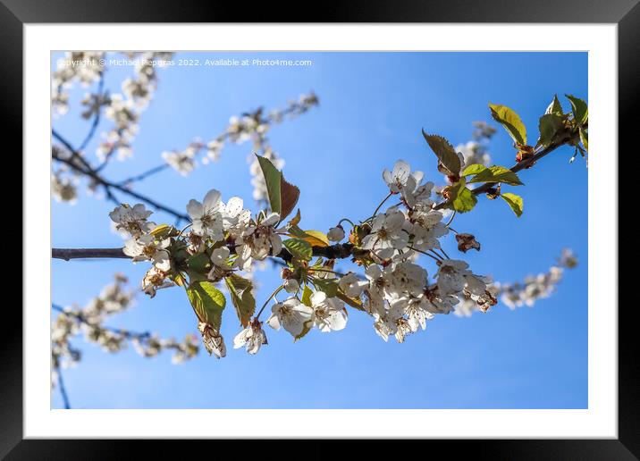 Selective focus of beautiful cherry trees in blossom during spri Framed Mounted Print by Michael Piepgras