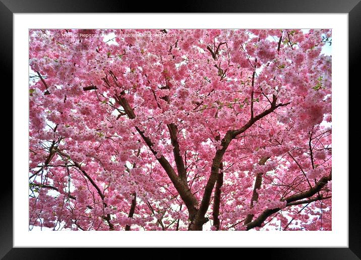 Beautiful cherry and plum trees in blossom during springtime wit Framed Mounted Print by Michael Piepgras