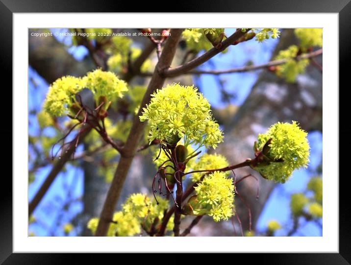 Beautiful cherry and plum trees in blossom during springtime wit Framed Mounted Print by Michael Piepgras