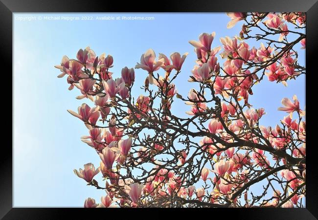 Beautiful cherry and plum trees in blossom during springtime wit Framed Print by Michael Piepgras