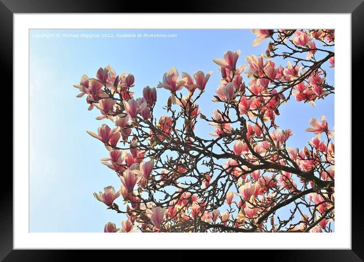 Beautiful cherry and plum trees in blossom during springtime wit Framed Mounted Print by Michael Piepgras