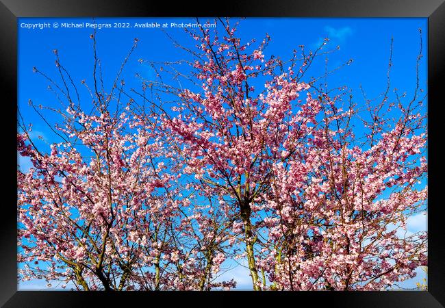 Beautiful cherry and plum trees in blossom during springtime wit Framed Print by Michael Piepgras