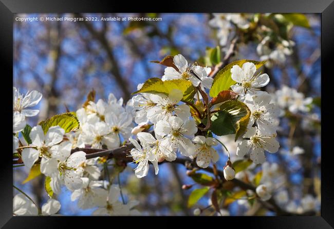 Beautiful cherry and plum trees in blossom during springtime wit Framed Print by Michael Piepgras