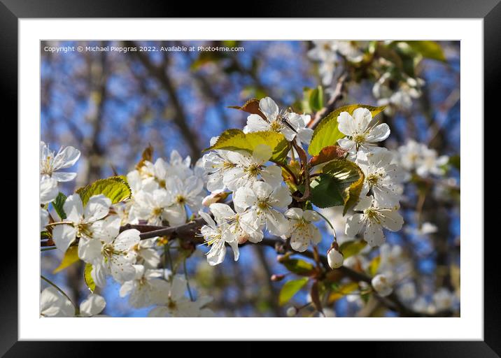 Beautiful cherry and plum trees in blossom during springtime wit Framed Mounted Print by Michael Piepgras