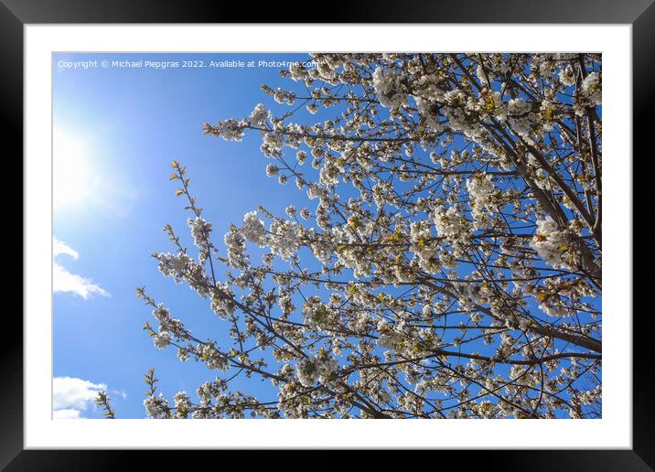 Beautiful cherry and plum trees in blossom during springtime wit Framed Mounted Print by Michael Piepgras