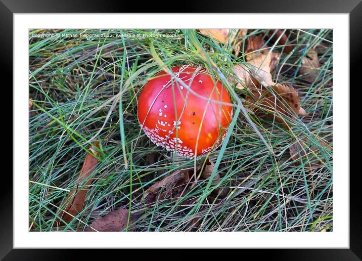 Red poisonous mushroom Amanita muscaria known as the fly agaric  Framed Mounted Print by Michael Piepgras