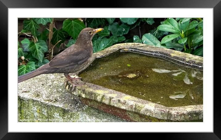 Close up on a cute little blackbird and having fun in a bird bat Framed Mounted Print by Michael Piepgras