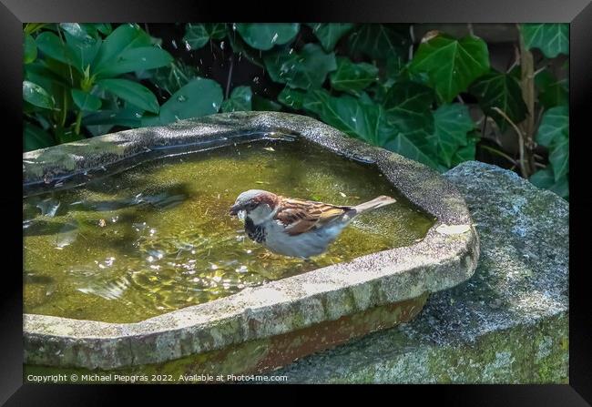 Close up on a cute little sparrow bathing and having fun in a bi Framed Print by Michael Piepgras