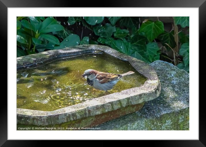 Close up on a cute little sparrow bathing and having fun in a bi Framed Mounted Print by Michael Piepgras