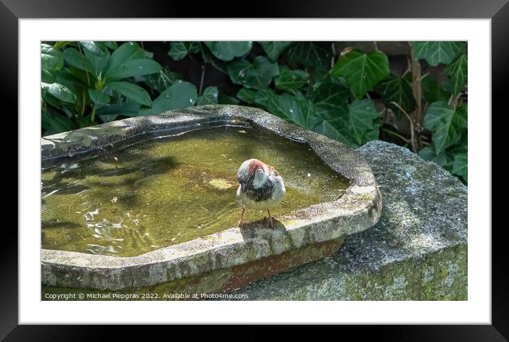 Close up on a cute little sparrow bathing and having fun in a bi Framed Mounted Print by Michael Piepgras