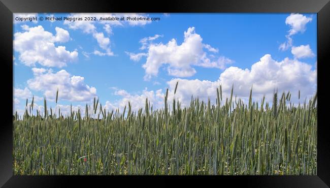 Beautiful panorama of agricultural crop and wheat fields on a su Framed Print by Michael Piepgras