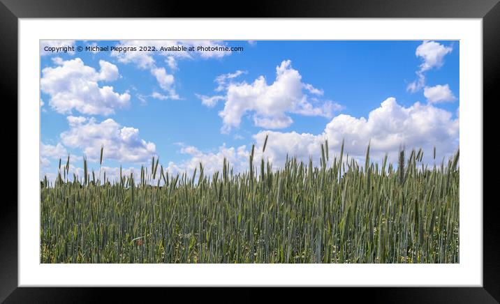 Beautiful panorama of agricultural crop and wheat fields on a su Framed Mounted Print by Michael Piepgras