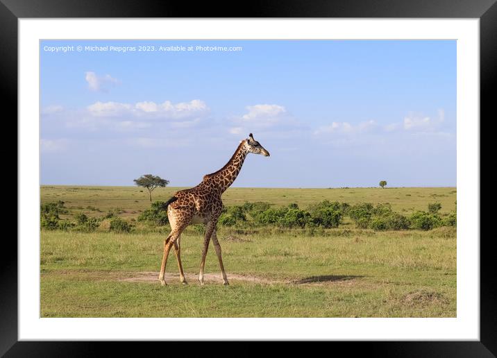 Beautiful giraffe in the wild nature of Africa. Framed Mounted Print by Michael Piepgras