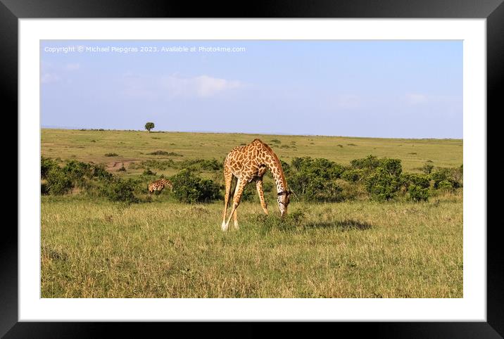 Beautiful giraffe in the wild nature of Africa. Framed Mounted Print by Michael Piepgras