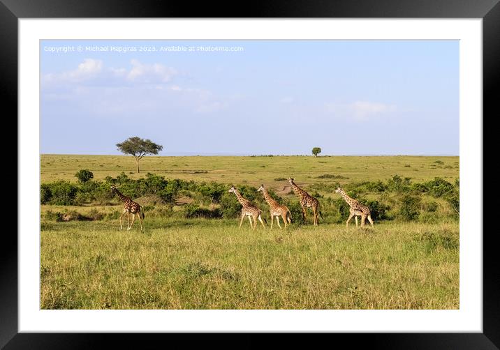 Beautiful giraffe in the wild nature of Africa. Framed Mounted Print by Michael Piepgras