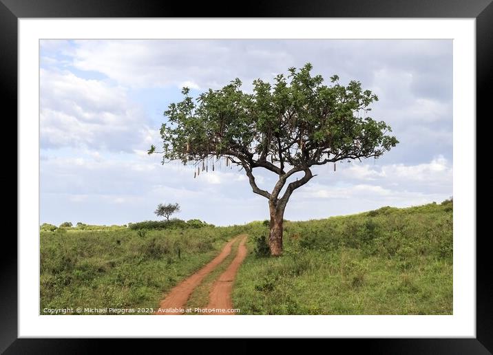 A beautiful sausage tree Kigelia africana in the savannah of Ken Framed Mounted Print by Michael Piepgras