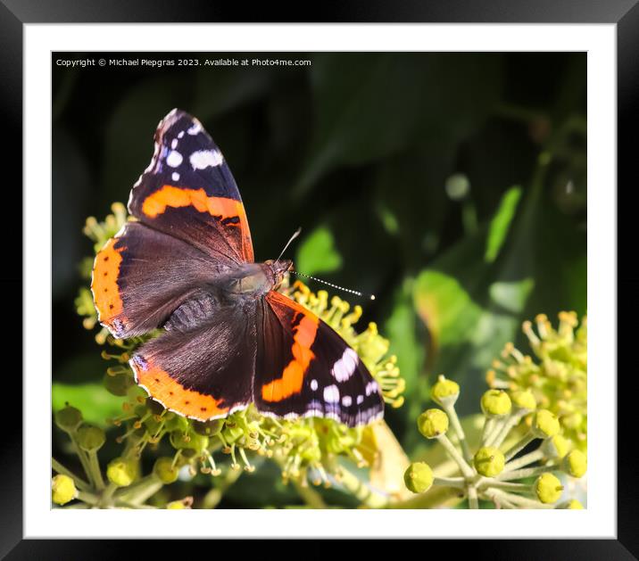 Red Admiral butterfly. Vanessa atalanta sitting on a blooming iv Framed Mounted Print by Michael Piepgras