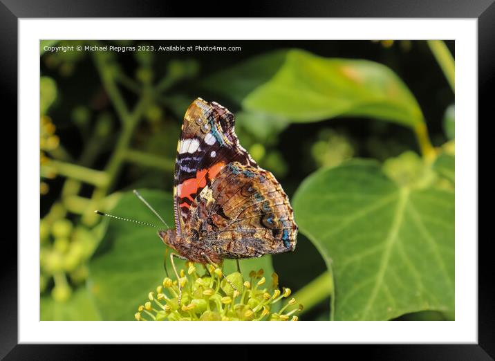 Red Admiral butterfly. Vanessa atalanta sitting on a blooming iv Framed Mounted Print by Michael Piepgras