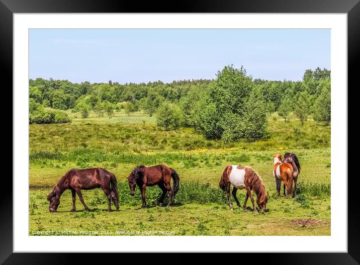 Beautiful panorama of grazing horses on a green meadow during springtime Framed Mounted Print by Michael Piepgras
