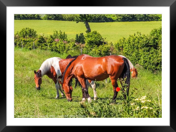 Beautiful panorama of grazing horses on a green meadow during springtime Framed Mounted Print by Michael Piepgras