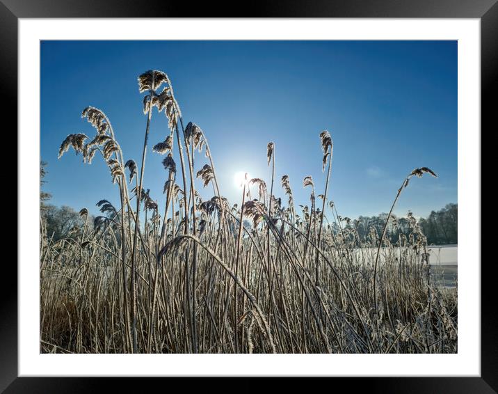 A snow covered frozen lake with icy reeds in the sunshine in the Framed Mounted Print by Michael Piepgras