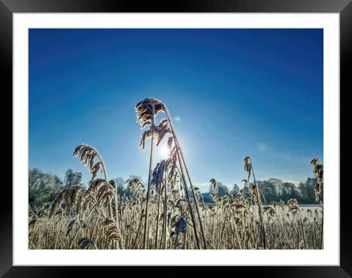 A snow covered frozen lake with icy reeds in the sunshine in the Framed Mounted Print by Michael Piepgras