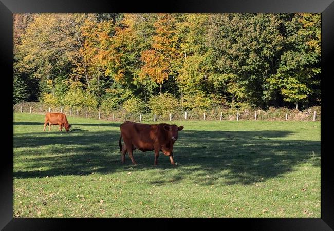 Brown cows grazing on green meadow against autumn forest backgro Framed Print by Michael Piepgras