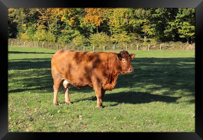 Brown cows grazing on green meadow against autumn forest backgro Framed Print by Michael Piepgras