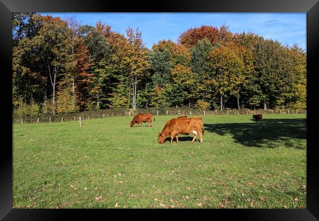 Brown cows grazing on green meadow against autumn forest backgro Framed Print by Michael Piepgras