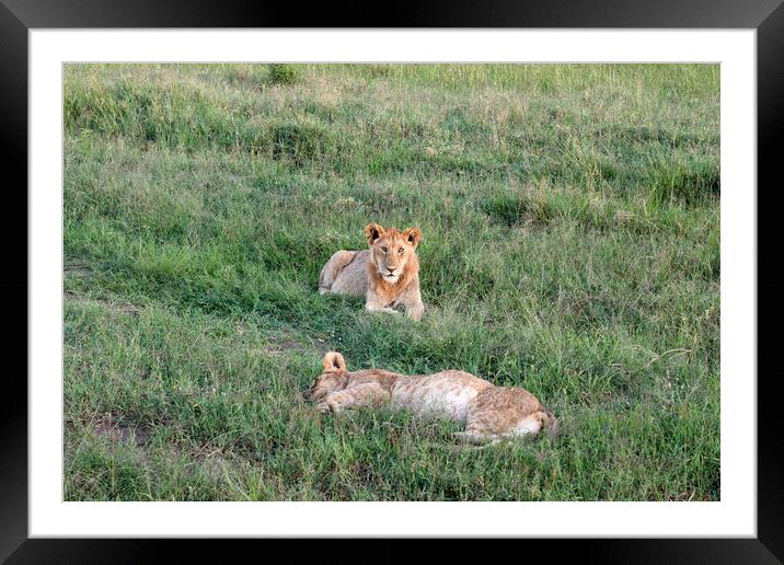 Impressive wild lions in the Savannah of Africa in the Masai Mar Framed Mounted Print by Michael Piepgras