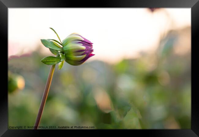 Plant flower Framed Print by WASIM MOLLA