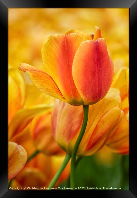 Orange Tulip Flower Framed Print by Christopher Lawrence Mrs Lawrence