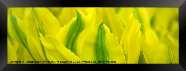 Yellow Tulip Panorama Framed Print by Christopher Lawrence Mrs Lawrence