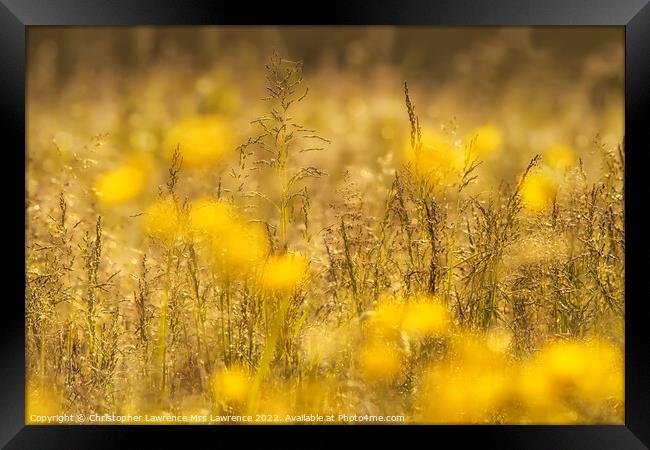 Sunlit Buttercup Meadow Framed Print by Christopher Lawrence Mrs Lawrence