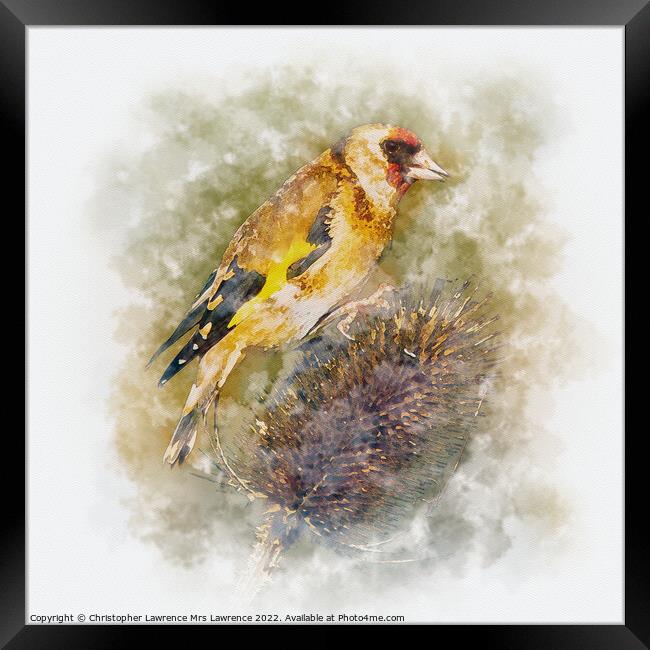 Goldfinch on Teasel Framed Print by Christopher Lawrence Mrs Lawrence