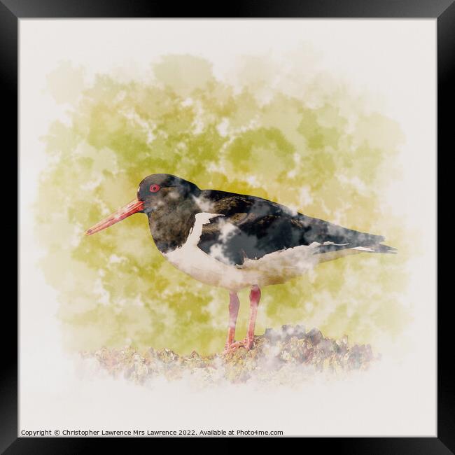 Oystercatcher standing on Rock Framed Print by Christopher Lawrence Mrs Lawrence