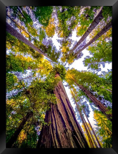 Redwood canopy view Framed Print by Sam Norris