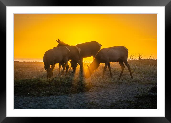  Elk Sunset Framed Mounted Print by Sam Norris