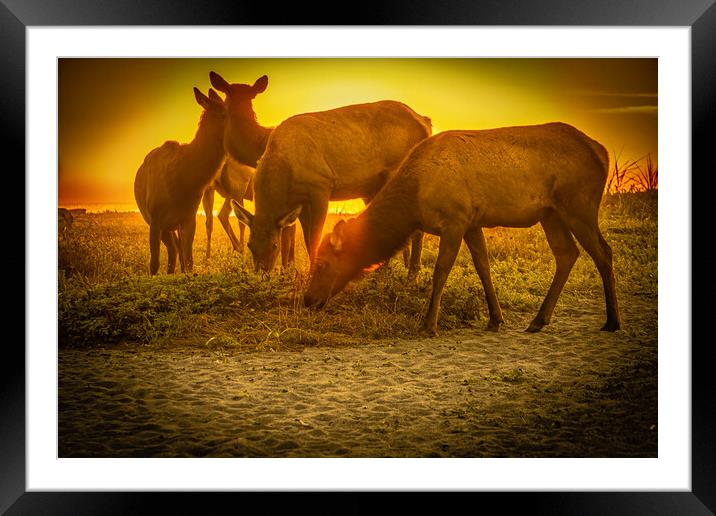 Elk beach sunset. Framed Mounted Print by Sam Norris